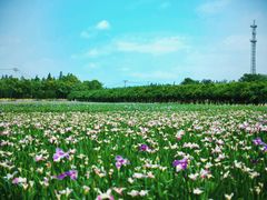 -上海长兴岛郊野公园
