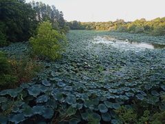-东湖落雁景区