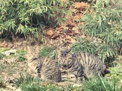 -秦岭终南山世界地质公园翠华山景区