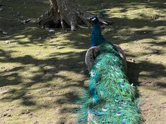 -哈尔滨北方森林动物园