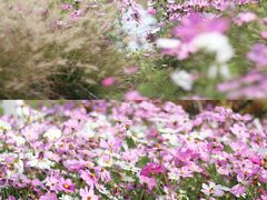 -花开海上生态园