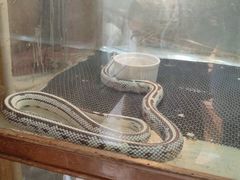 -上海大自然野生昆虫馆(东方明珠·爬宠昆虫探索中心)