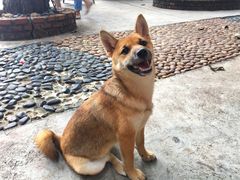 -柴犬高等学院·狗咖·柴犬售卖·宠物训练