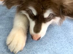 -pd派德宠物中心医院24H急重症·眼科中心·血液透析中心(嵩山北路店)