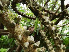 -中国科学院西双版纳热带植物园