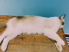 -猫色咖啡·猫咖