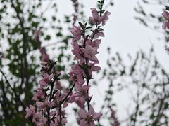 -桃花堤公园
