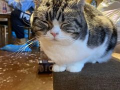 -猫猫幼稚园·撸猫·桌游·电玩
