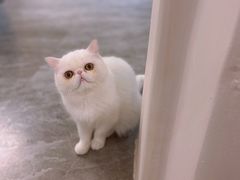 -More Fun猫咖 二十只万元加菲主题
