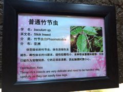 -上海大自然野生昆虫馆(东方明珠·爬宠昆虫探索中心)
