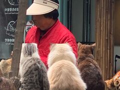 -喵屿·大理花园猫咖