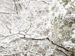 -武陵山森林公园