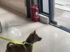 -瑞鹏·疫苗·绝育·宠物医院(金沙洲店)