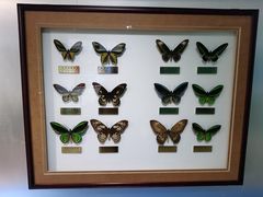 -上海昆虫博物馆