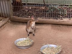 -费瑟代尔野生动物园