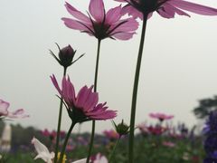 -松山湖梦幻百花洲