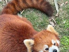 -灵玲国际马戏城