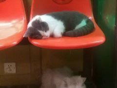 -猫咪博物馆(顶澳仔猫街店)