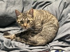 -天宠宠物医院24小时·急重症诊疗中心·全科·腔镜特色(和平分院)