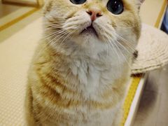 -柴迷FANS CLUB·柴犬狗咖·猫咖