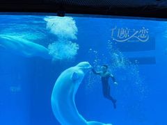 -海合安成都极地海洋公园