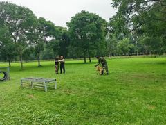 -北京京卫宠物寄养训练中心