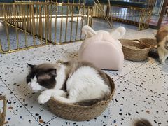 -喵喵咪呀布偶猫咖(春熙路店)