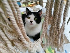 -喵屿·大理花园猫咖