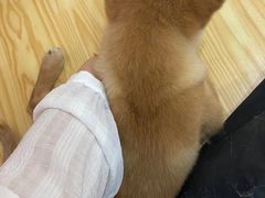 -柴源莊·柴小宠柴犬咖啡