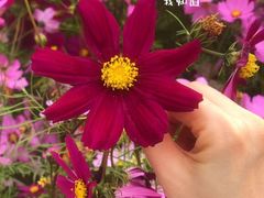 -天适樱花悠乐园