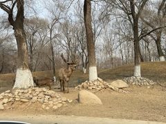 -北京野生动物园