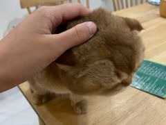 -楼上猫咖(罗湖店)