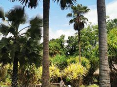-中国科学院西双版纳热带植物园