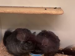 -龙猫仔乐园(惠福东路店)