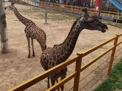 -西霞口神雕山野生动物世界