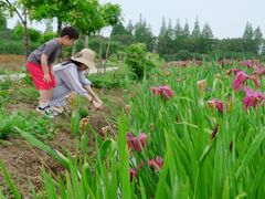 -上海长兴岛郊野公园