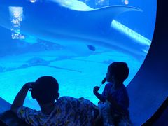 -烟台海昌鲸鲨海洋公园