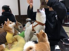 -逗柴咖啡屋·狗咖猫咖宠物桌游