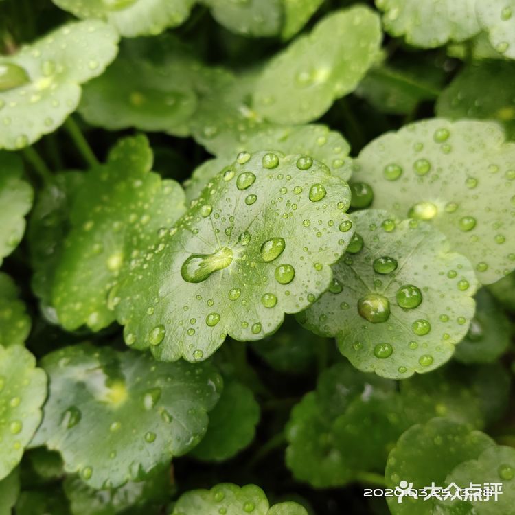 金钱草是一种常见植物，而且是一种中药材，主要功效可预
