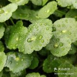 金钱草是一种常见植物，而且是一种中药材，主要功效可预