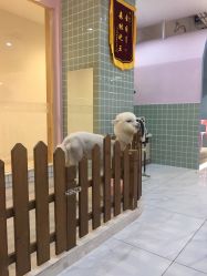 -Moni星球萌宠·小马宝莉·灵蛇·高端高阶全萌宠互动体验俱乐部(红豆国际广场店)