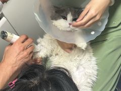 -达爱动物医院·犬猫分区·CT·复杂眼科(远洋山水分院)
