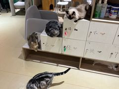 -藏猫猫咖啡主题馆(中央大道店)