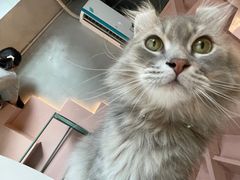 -猫儿山۰猫主题餐厅