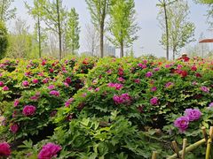 -郑州植物园