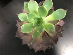 -昼夜咖啡馆