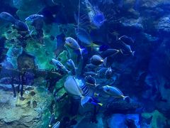 -珠海长隆海洋王国