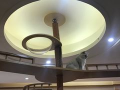 -滚猫咖啡·猫咖·猫友好撸猫(未来城店)