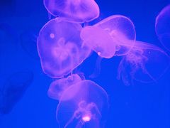 -沈阳海洋探索中心