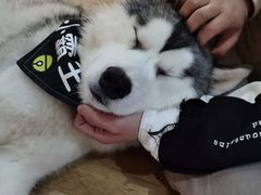 -Husky Go! 哈士奇体验馆·宠物咖啡厅狗咖